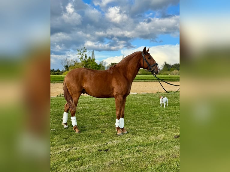 Lusitano Hengst 4 Jaar 157 cm Vos in Hamburg
