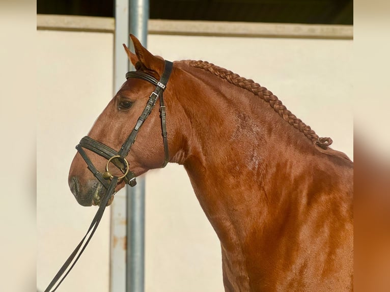 Lusitano Hengst 4 Jaar 157 cm Vos in Hamburg