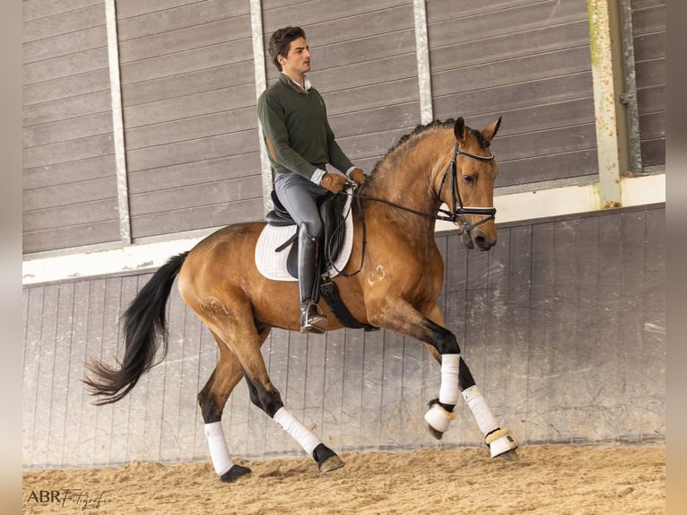 Lusitano Hengst 4 Jaar 158 cm Buckskin in Mafra