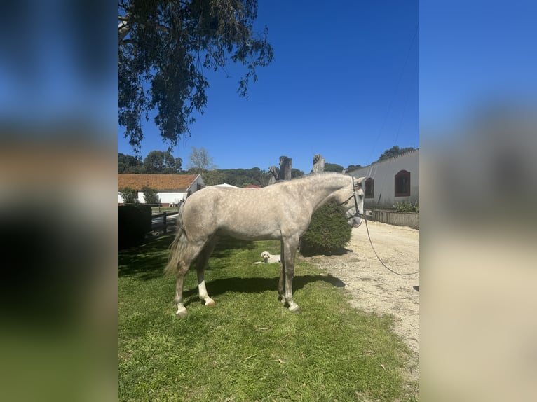 Lusitano Hengst 4 Jaar 158 cm in Coruche