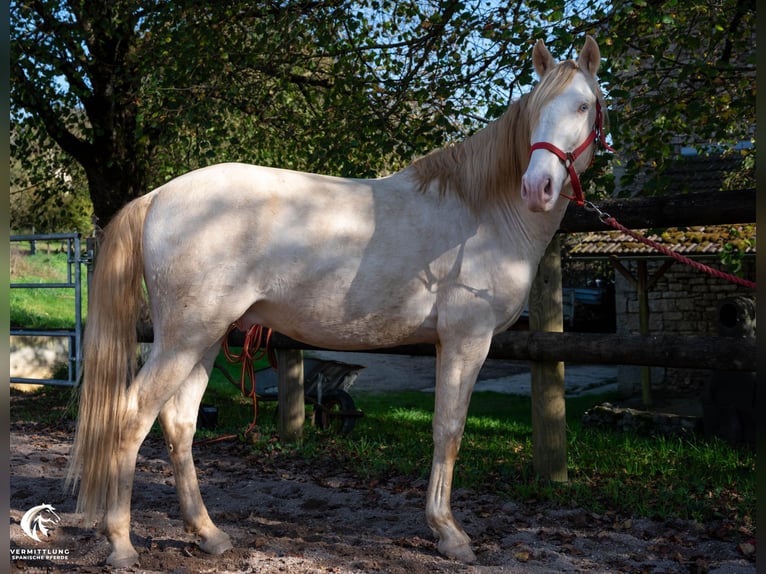 Lusitano Hengst 4 Jaar 158 cm Cremello in St. Liffroy Hospital