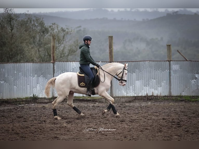 Lusitano Hengst 4 Jaar 158 cm Cremello in RIO MAIOR