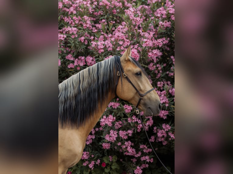 Lusitano Hengst 4 Jaar 158 cm Falbe in Vila Viçosa