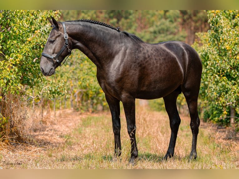 Lusitano Hengst 4 Jaar 158 cm Schimmel in Caldas da Rainha