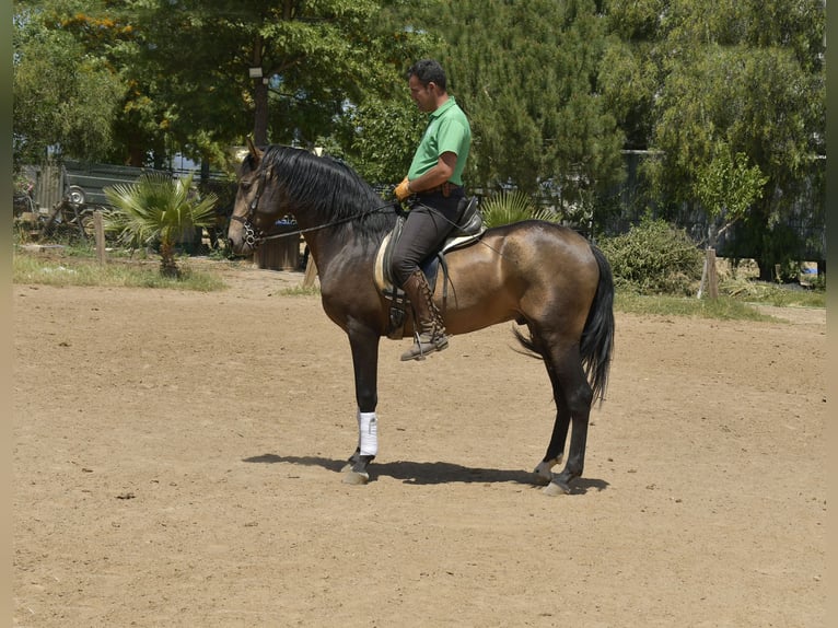 Lusitano Hengst 4 Jaar 159 cm Buckskin in Galaroza (Huelva)