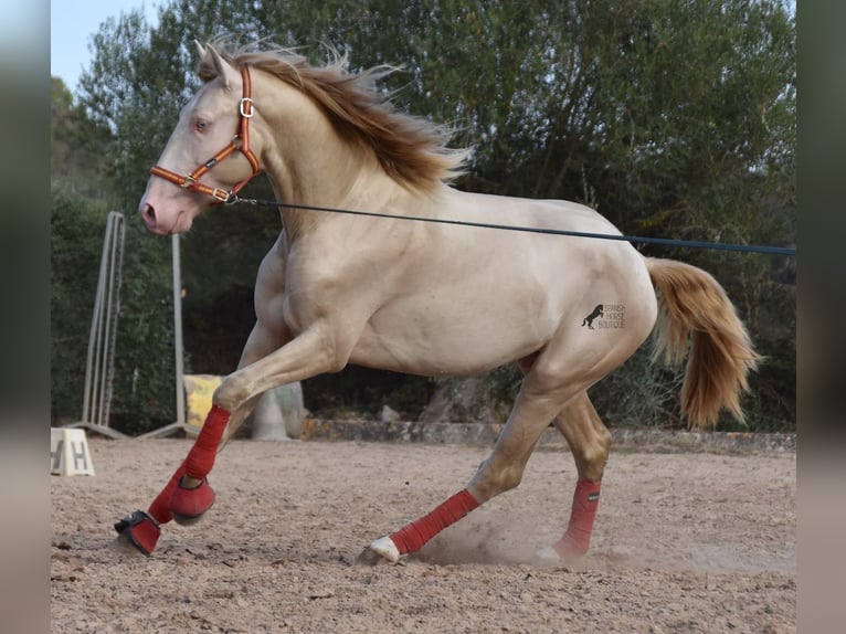 Lusitano Hengst 4 Jaar 159 cm Cremello in Mallorca