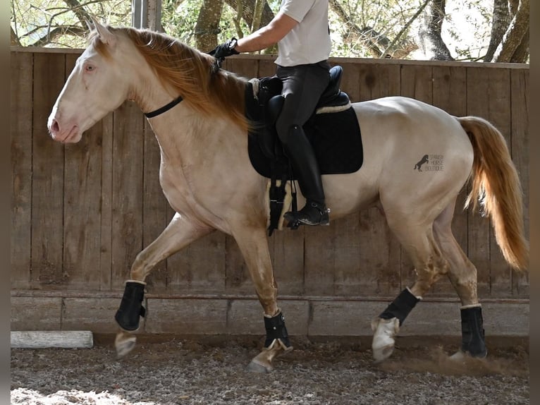 Lusitano Hengst 4 Jaar 159 cm Cremello in Mallorca