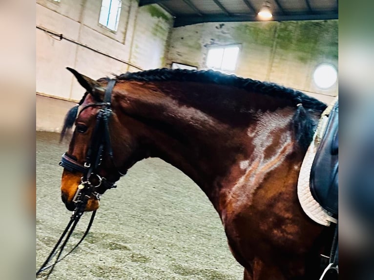 Lusitano Hengst 4 Jaar 160 cm Bruin in Ourém