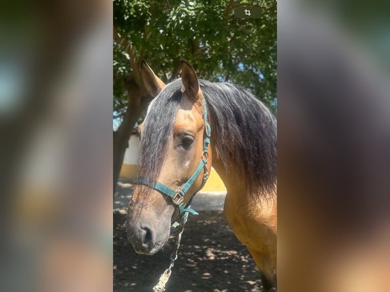 Lusitano Hengst 4 Jaar 160 cm Buckskin in Martfeld