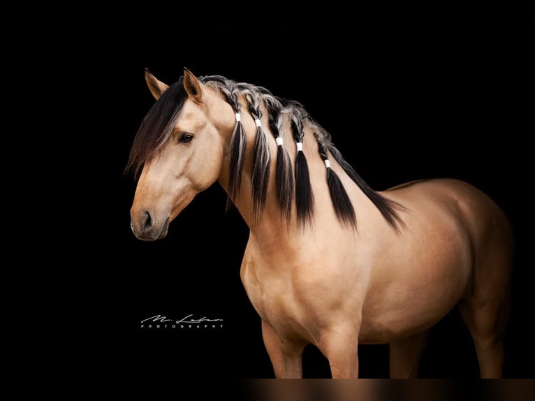 Lusitano Mix Hengst 4 Jaar 160 cm Falbe in Lonnig