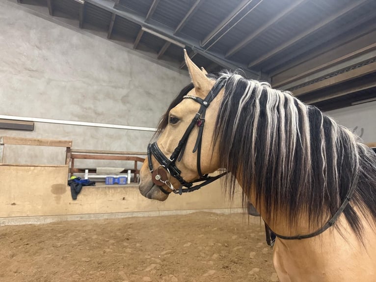 Lusitano Mix Hengst 4 Jaar 160 cm Falbe in Lonnig