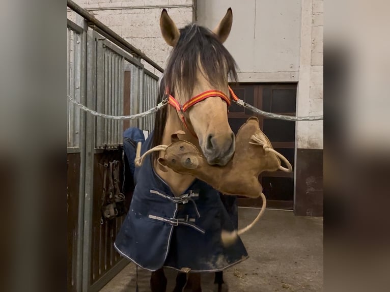 Lusitano Mix Hengst 4 Jaar 160 cm Falbe in Lonnig