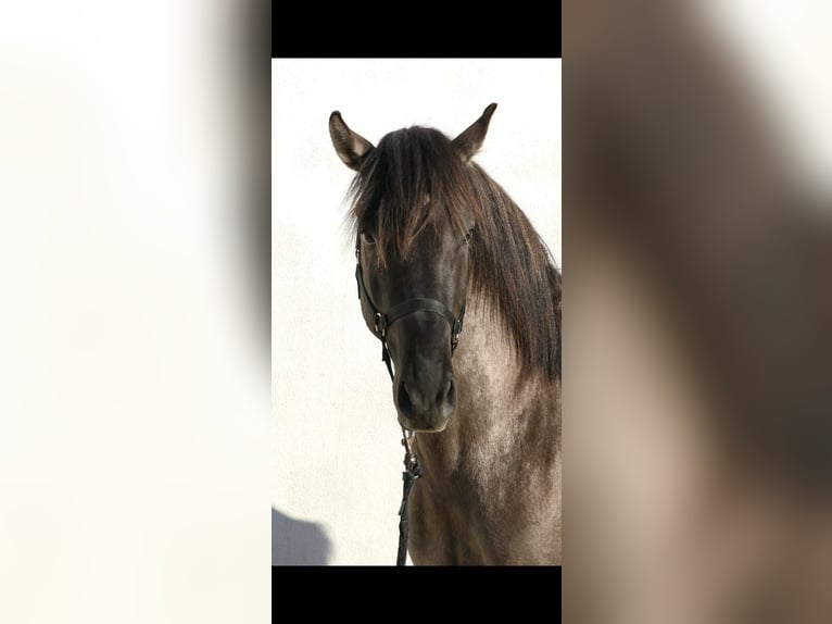 Lusitano Mix Hengst 4 Jaar 160 cm Grullo in Rio-Maior