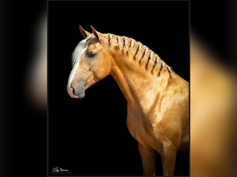 Lusitano Hengst 4 Jaar 160 cm Palomino in Brito - Guimarães