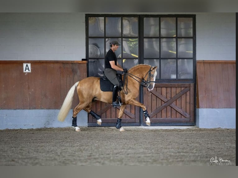 Lusitano Hengst 4 Jaar 160 cm Palomino in Brito - Guimarães