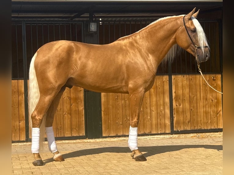 Lusitano Hengst 4 Jaar 160 cm Palomino in Martfeld