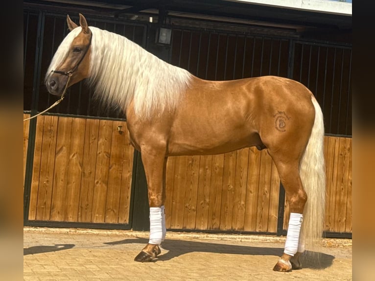 Lusitano Hengst 4 Jaar 160 cm Palomino in Martfeld
