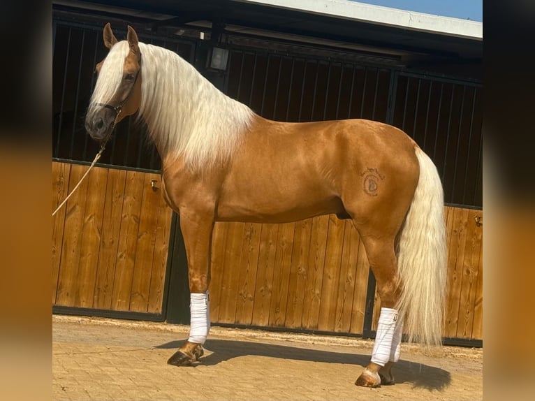 Lusitano Hengst 4 Jaar 160 cm Palomino in Martfeld