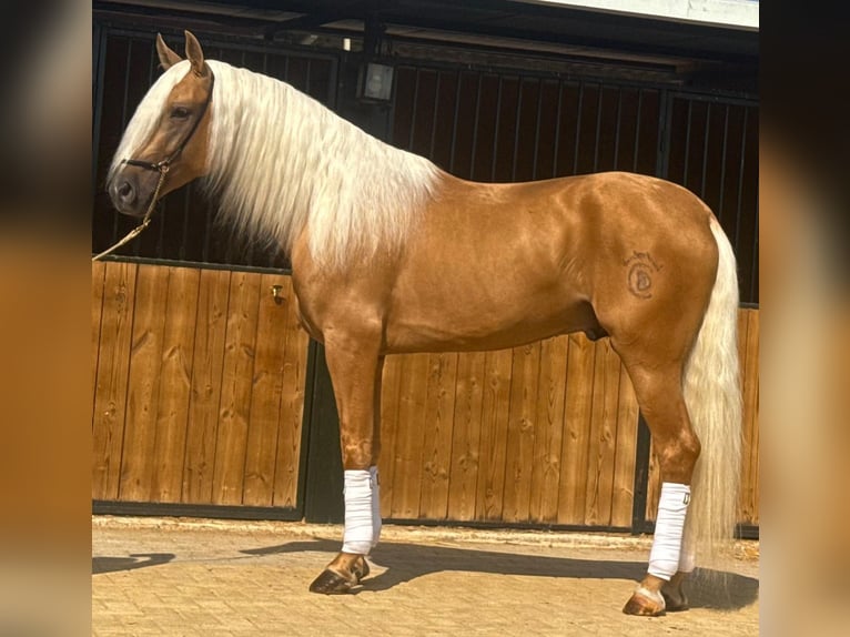 Lusitano Hengst 4 Jaar 160 cm Palomino in Martfeld