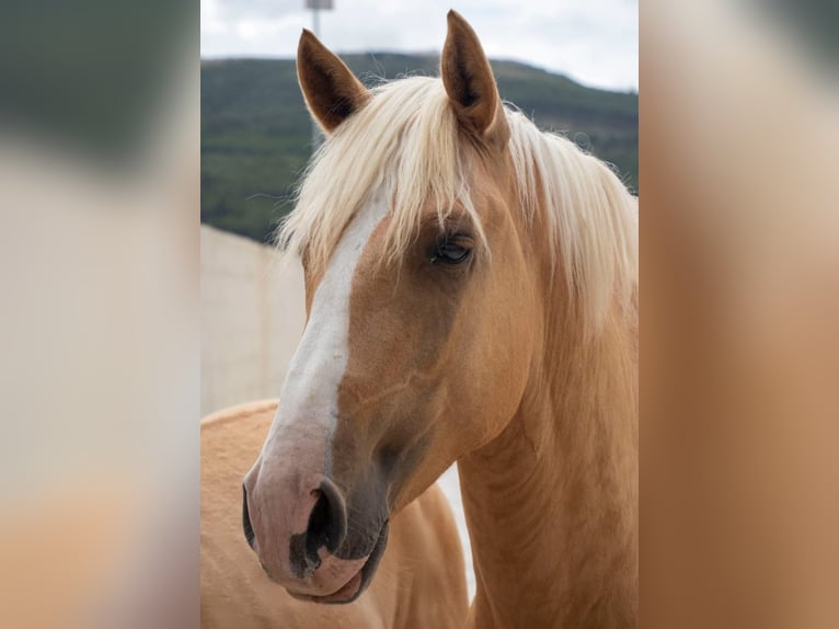 Lusitano Hengst 4 Jaar 160 cm Palomino in Cidade de torres