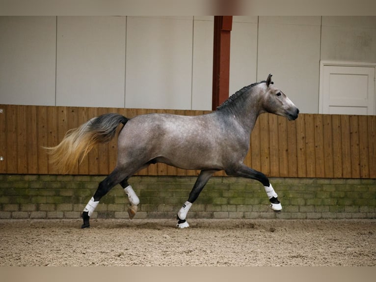 Lusitano Hengst 4 Jaar 160 cm Schimmel in Dalen