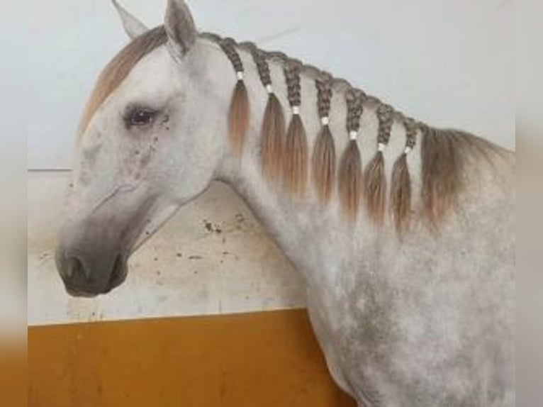 Lusitano Mix Hengst 4 Jaar 160 cm Schimmel in Alicante