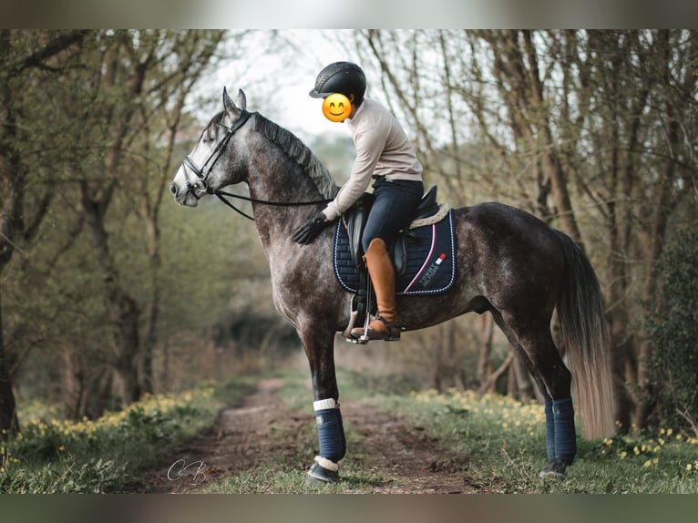 Lusitano Hengst 4 Jaar 160 cm Schimmel in Coruche