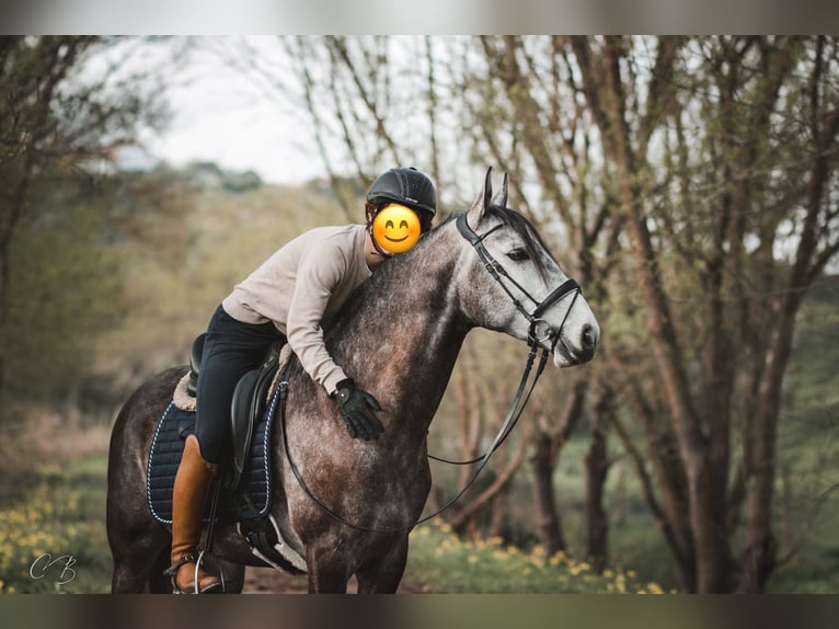 Lusitano Hengst 4 Jaar 160 cm Schimmel in Coruche