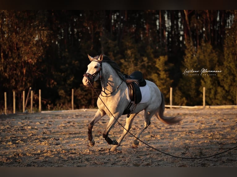 Lusitano Hengst 4 Jaar 160 cm Schimmel in Rio Maior