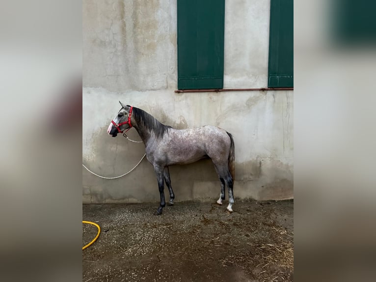 Lusitano Hengst 4 Jaar 160 cm Schimmel in Rio Maior