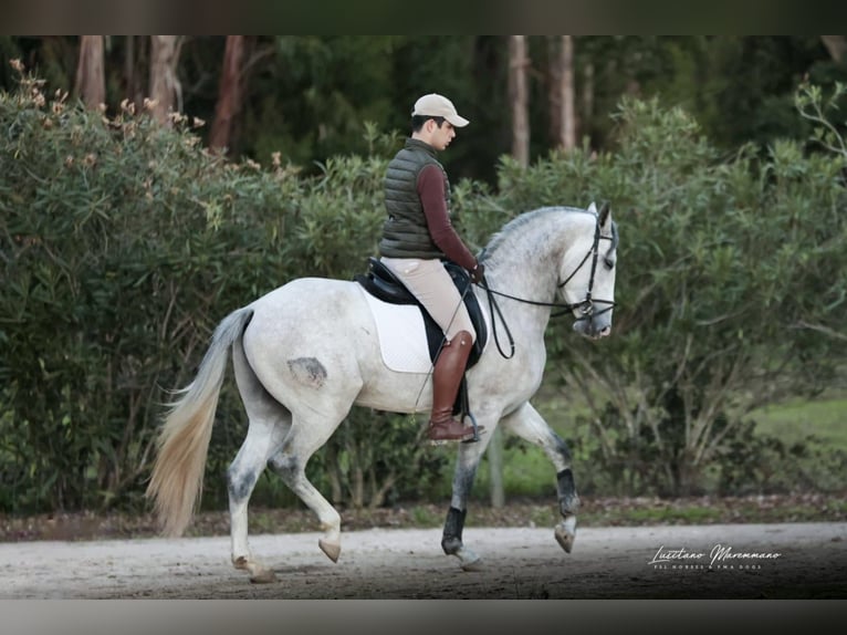 Lusitano Hengst 4 Jaar 160 cm Schimmel in Rio Maior