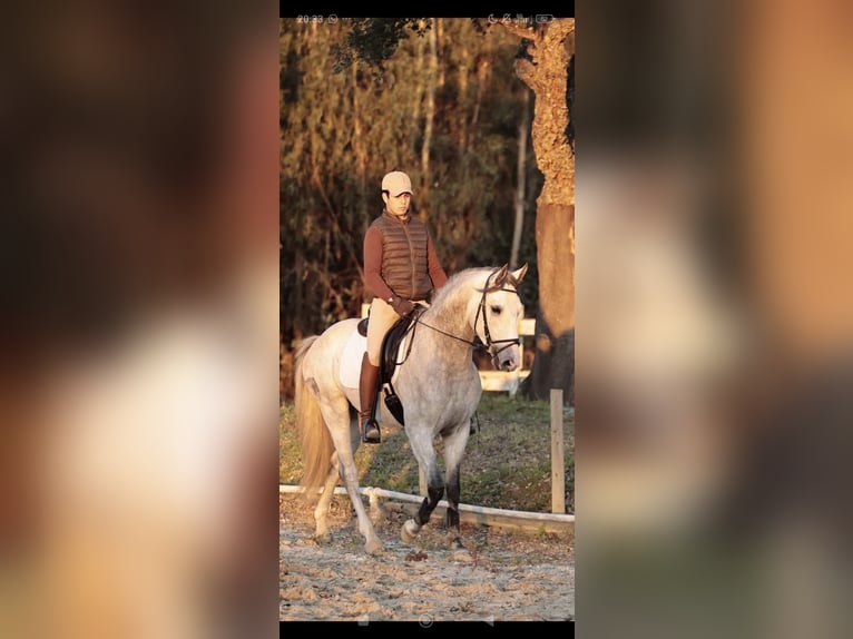 Lusitano Hengst 4 Jaar 160 cm Schimmel in Rio Maior