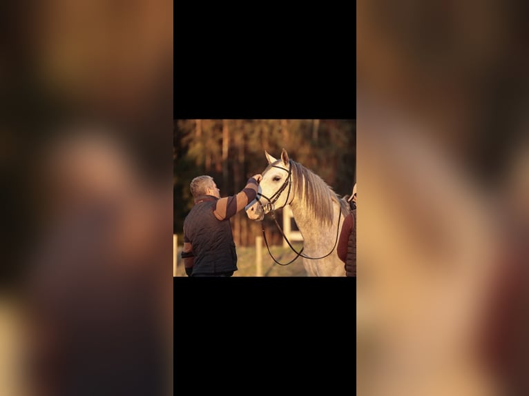 Lusitano Hengst 4 Jaar 160 cm Schimmel in Rio Maior