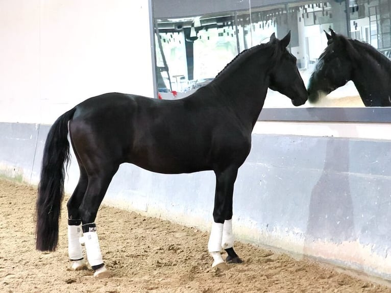 Lusitano Hengst 4 Jaar 160 cm Zwart in Navas Del Madroño