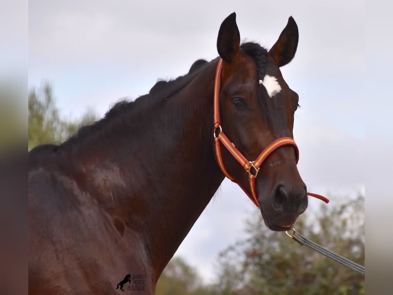 Lusitano Hengst 4 Jaar 161 cm Bruin in Mallorca