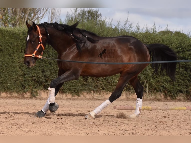 Lusitano Hengst 4 Jaar 161 cm Bruin in Mallorca