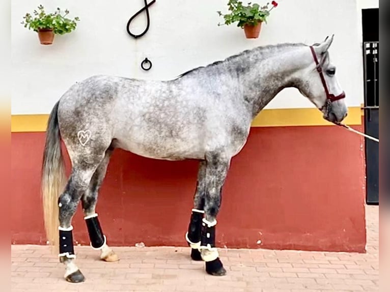 Lusitano Hengst 4 Jaar 161 cm Schimmel in Huelva