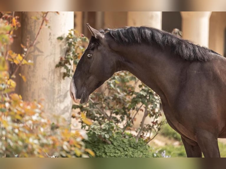 Lusitano Hengst 4 Jaar 161 cm Zwartbruin in Aramon, Occitanie