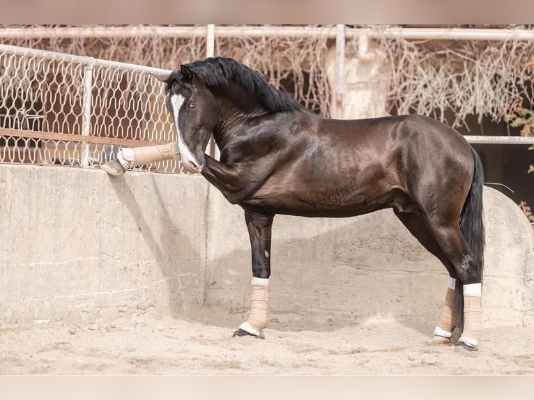 Lusitano Hengst 4 Jaar 161 cm Zwartbruin in Aramon, Occitanie