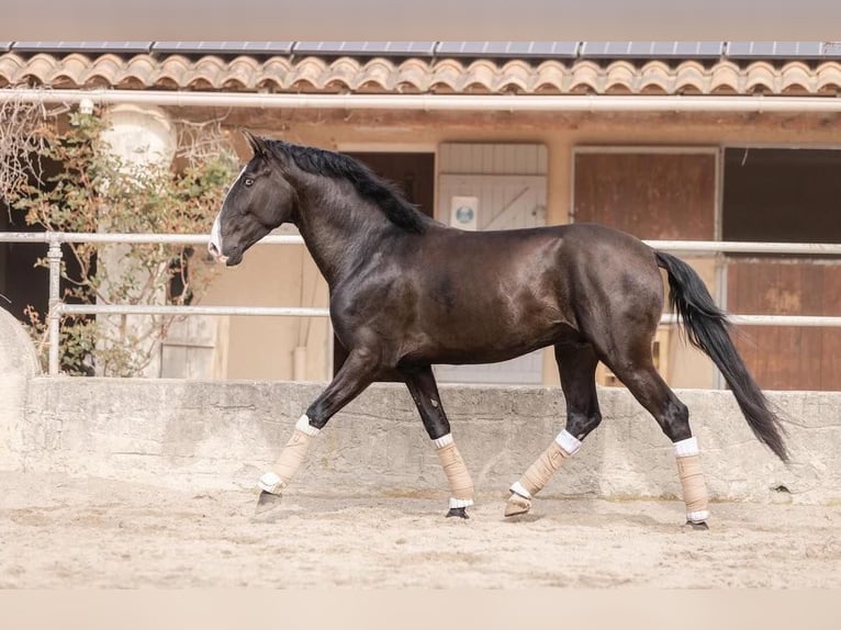 Lusitano Hengst 4 Jaar 161 cm Zwartbruin in Aramon, Occitanie