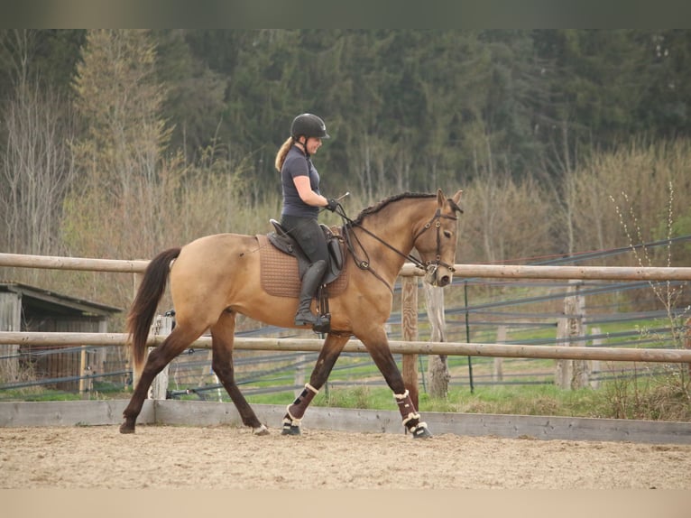 Lusitano Hengst 4 Jaar 162 cm Buckskin in Postfeld