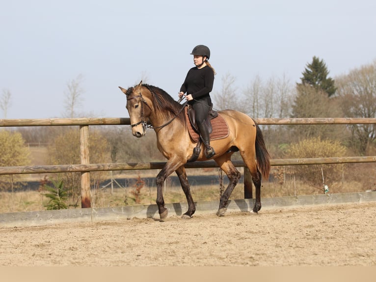 Lusitano Hengst 4 Jaar 162 cm Buckskin in Postfeld