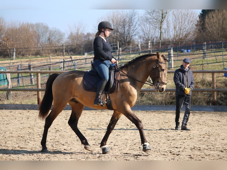 Lusitano Hengst 4 Jaar 162 cm Buckskin in Postfeld