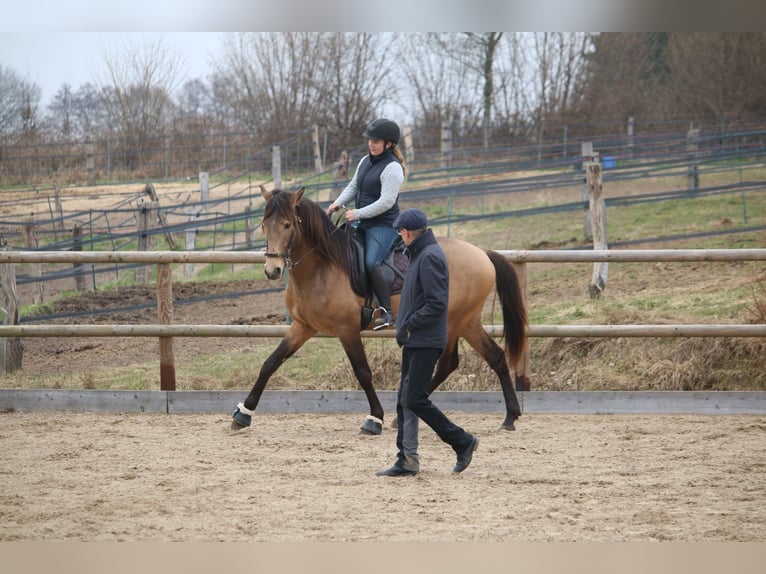 Lusitano Hengst 4 Jaar 162 cm Buckskin in Postfeld