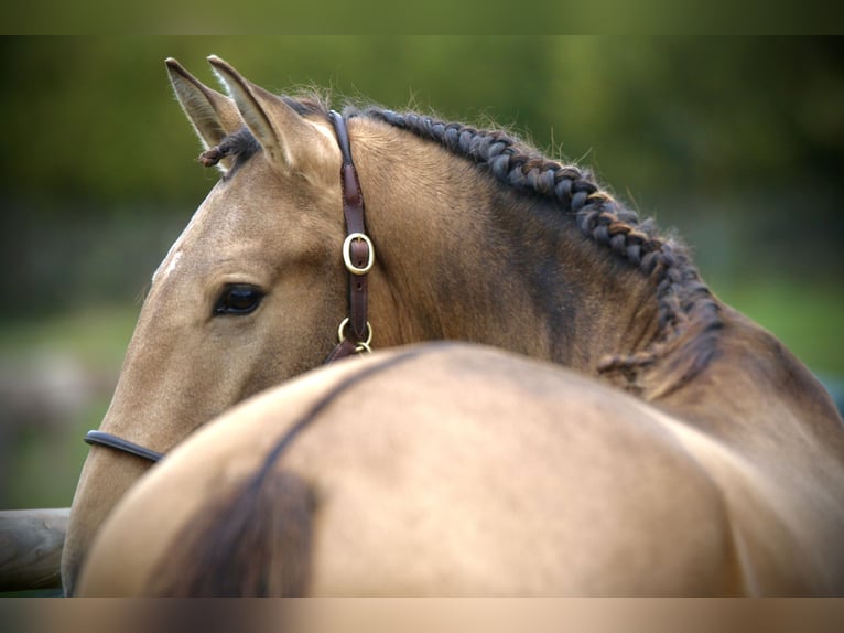 Lusitano Hengst 4 Jaar 162 cm Buckskin in Postfeld
