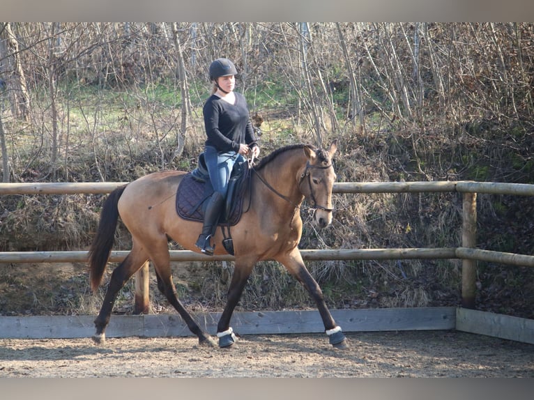 Lusitano Hengst 4 Jaar 162 cm Buckskin in Postfeld