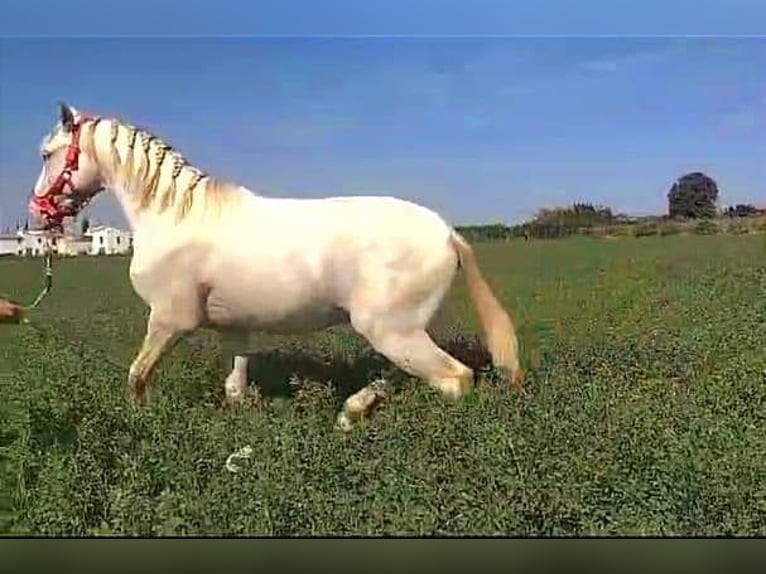 Lusitano Hengst 4 Jaar 162 cm Cremello in Llombai