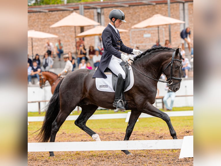 Lusitano Hengst 4 Jaar 162 cm Zwart in Sintra