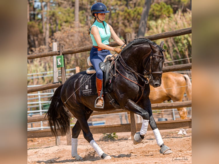 Lusitano Hengst 4 Jaar 162 cm Zwart in Sintra