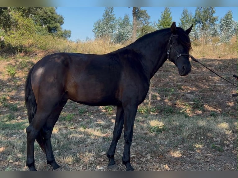 Lusitano Hengst 4 Jaar 162 cm Zwart in Rio Maior
